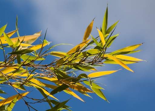 Bamboo yellow leaves